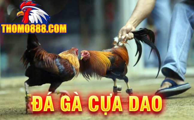 da ga cua dao