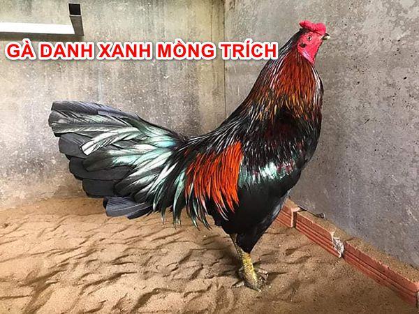 Clip Gà Danh Xanh Mồng Trích Uống Máu Đối Thủ ga danh xanh mong trich