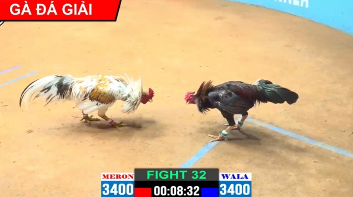 Full Clip Gà Đá Giải Tự Do Ngày 17-11-2023 Tại CPC2 - Bồ Gà Casino 🏆 Gà đá giải tự do ngày 17/11/2023 tại CPC2