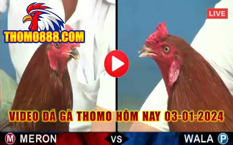 Full Clip Đá Gà Thomo Hôm Nay 03-01-2024 da ga thomo hom nay 03 01 2024