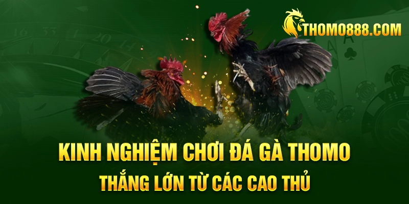 kinh nghiem choi da ga thomo tu cac cao thu thomo888