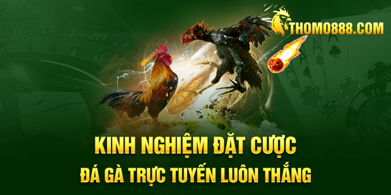 kinh nghiem dat cuoc da ga truc tuyen thomo888