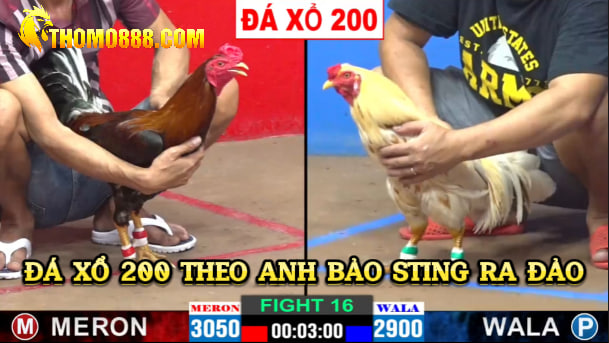 đá xổ 200 theo a Bảo sting ra đảo