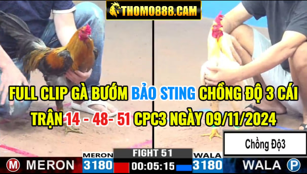 Gà Bướm Bảo Sting Chồng Độ 3 Cái